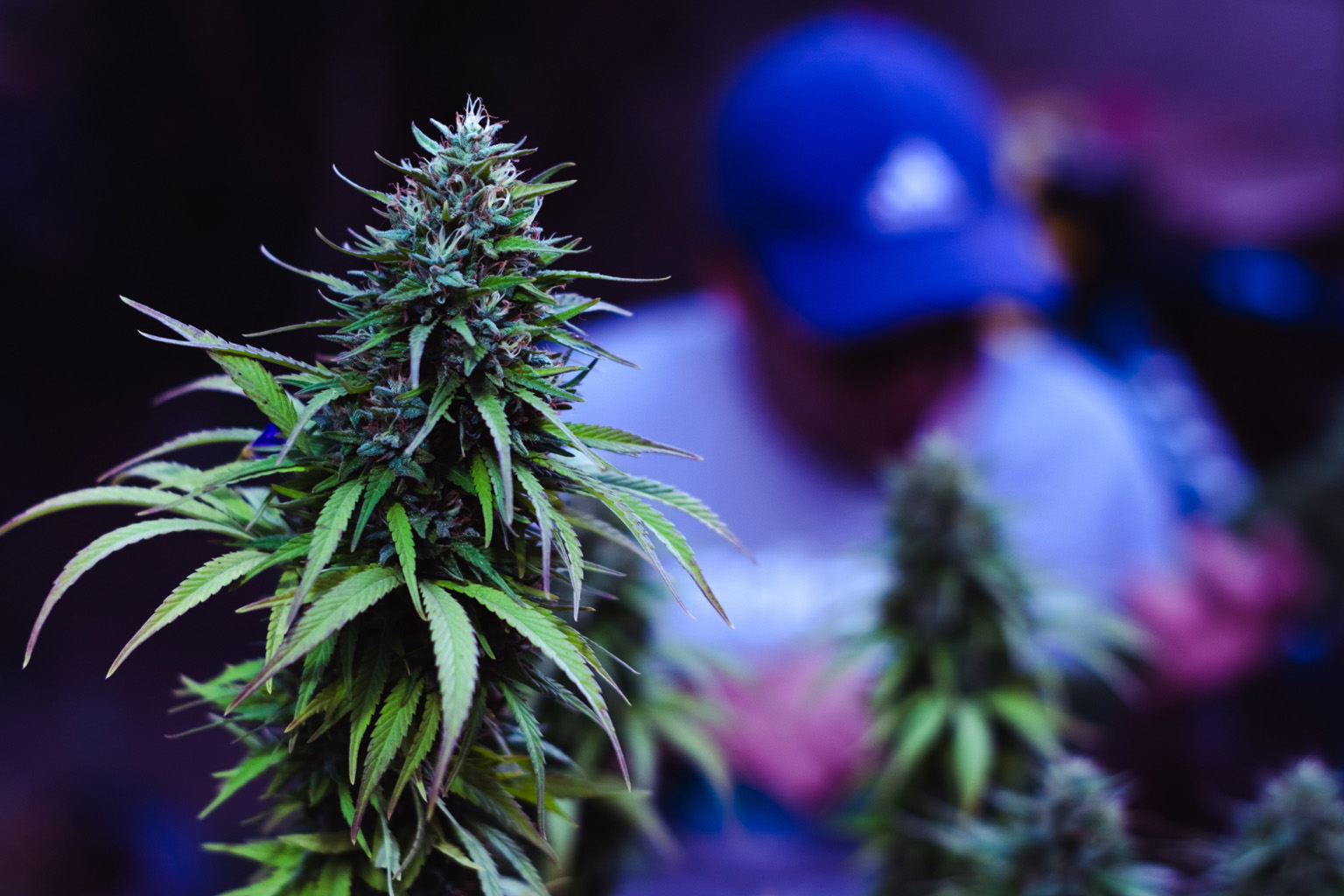 Cannabis farms in residential properties