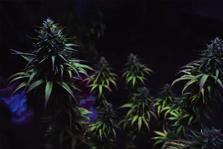 Cannabis found in a residential property